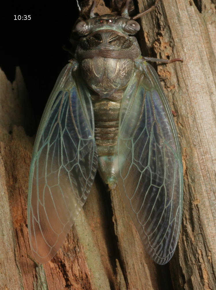 unidentified final instar cicada showing wing detail