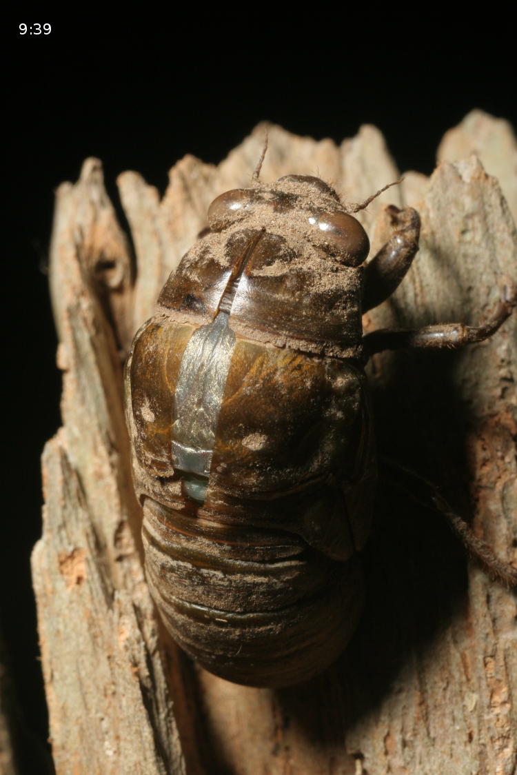 unidentified fourth instar cicada molting