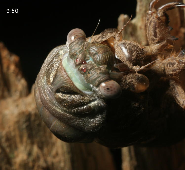 unidentified fourth instar cicada molting, showing emerged eyes
