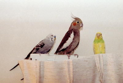two budgies and a cockatiel