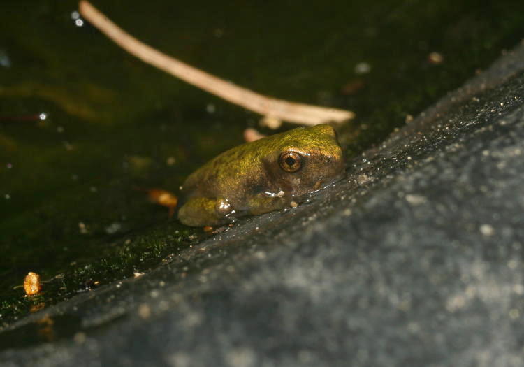 unidentified juvenile frog/tadpole on the cusp of emerging entirely from the water