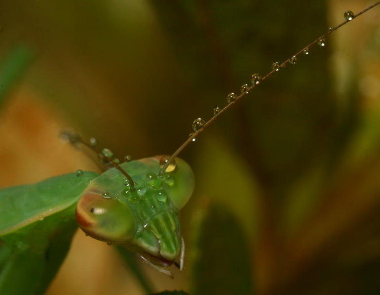 Chinese mantis Tenodera sinensis with water drops from misting bottle