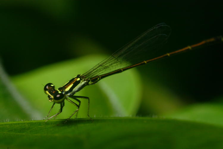 unidentified damselfly perched on leaf