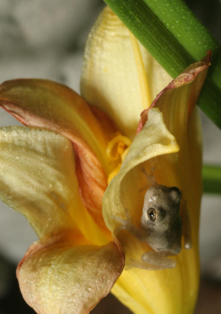 unidentified juvenile treefrog likely Copes grey treefrog Hyla chrysoscelis perched on day lily Hemerocallis bloom