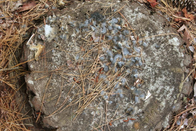 remains of consumed juvenile eastern cottontail rabbit Sylvilagus floridanus on tree stump