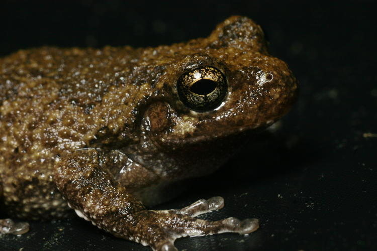 adult Copes grey treefrog Hyla chrysoscelis for scale comparison