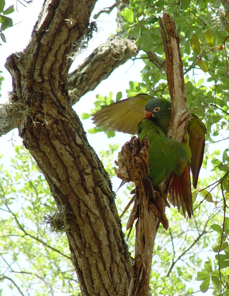 two blue-crowned conures Thectocercus acuticaudatus dancing around each other on narrow perch