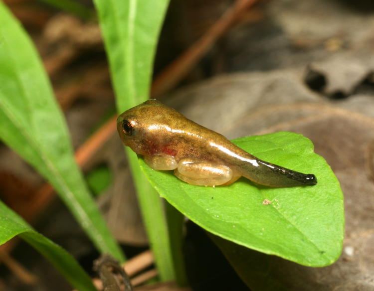 unidentified juvenile frog perched on very small leaf