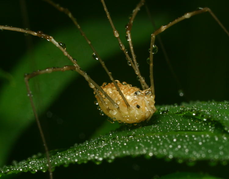 harvestman opilione completely soaked in false dew