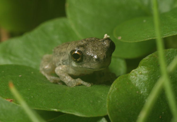 unidentified juvenile treefrog, likely Coes grey treefrog Hyla chrysoscelis, perched on creeping jenny Lysimachia nummularia leaves