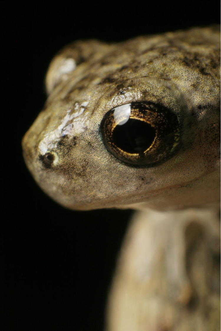 juvenile Copes grey treefrog in extreme closeup