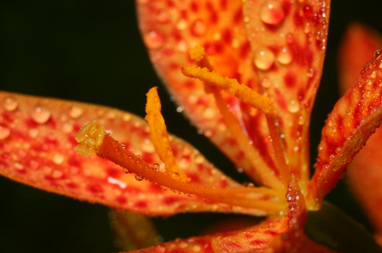 unidentified blossom with false dewdrops