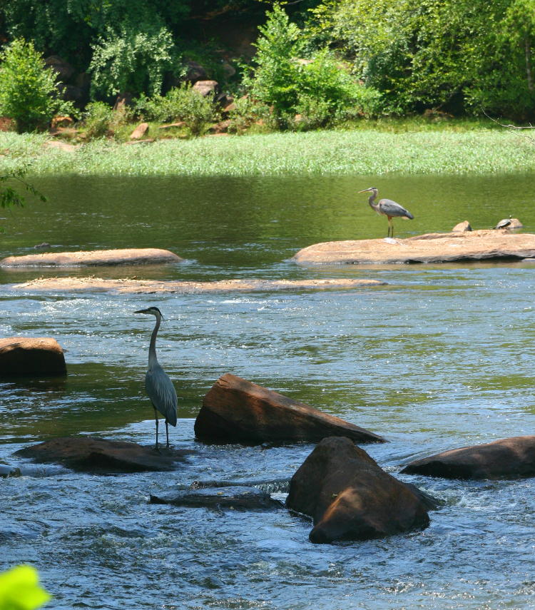 pair of great blue herons Ardea herodias maintaining sentinel on rocks on river