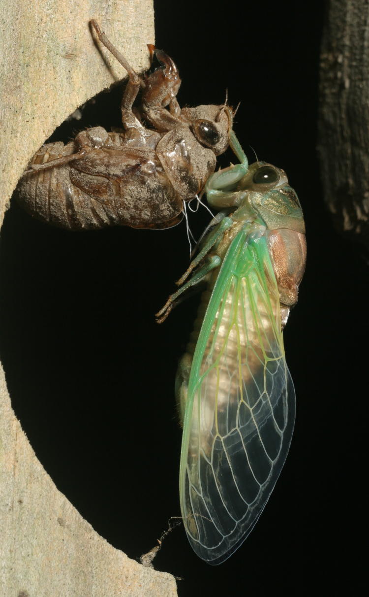 unidentified cicada cicadinae newly-emerged from skin