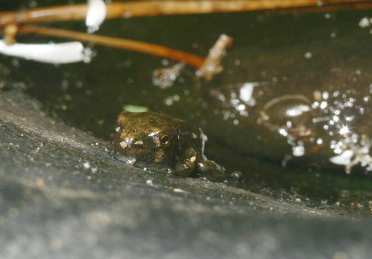 unidentified frog clinging to pond liner