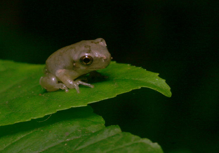 unidentified juvenile treefrog on small tree leaf