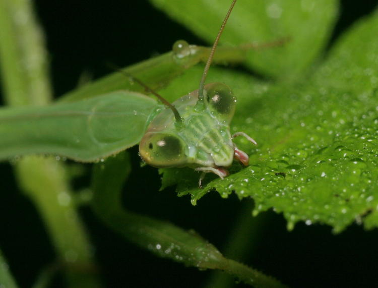 juvenile Chinese mantis Tenodera sinensis taking more water from a leaf's surface