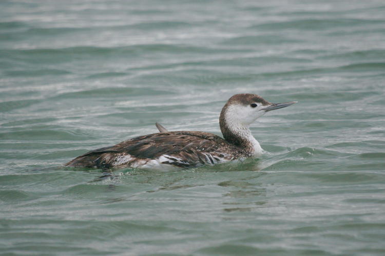 adult red-throated loon Gavia stellata in non-breeding plumage