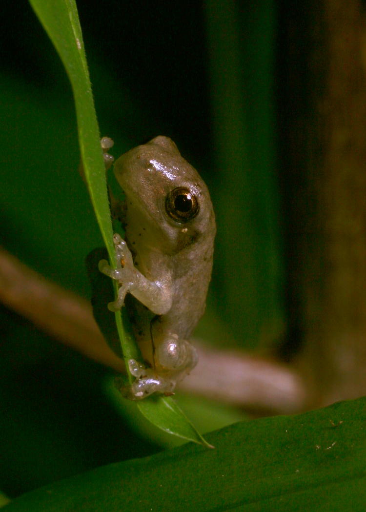 unidentified juvenile treefrog perched vertically on leaf