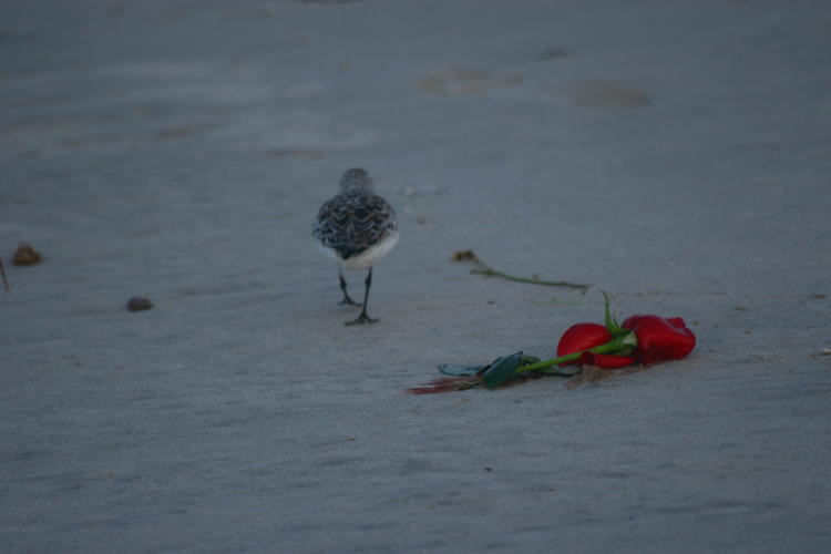 sanderling Calidris alba walking away from discarded rose