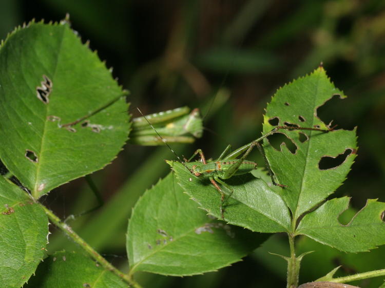 unidentified juvenile bush katydid Scudderia within view of juvenile Chinese mantis Tenodera sinensis