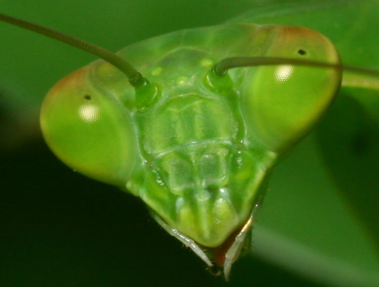 juvenile Chinese mantis Tenodera sinensis in extreme closeup