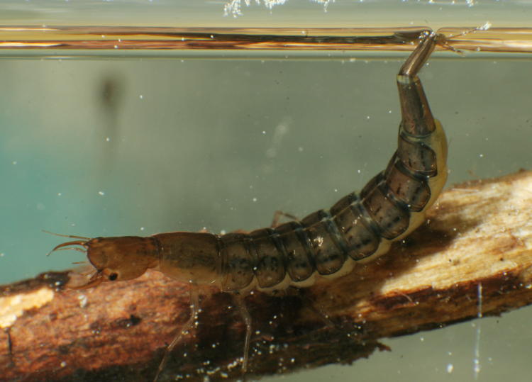 unidentified aquatic larva