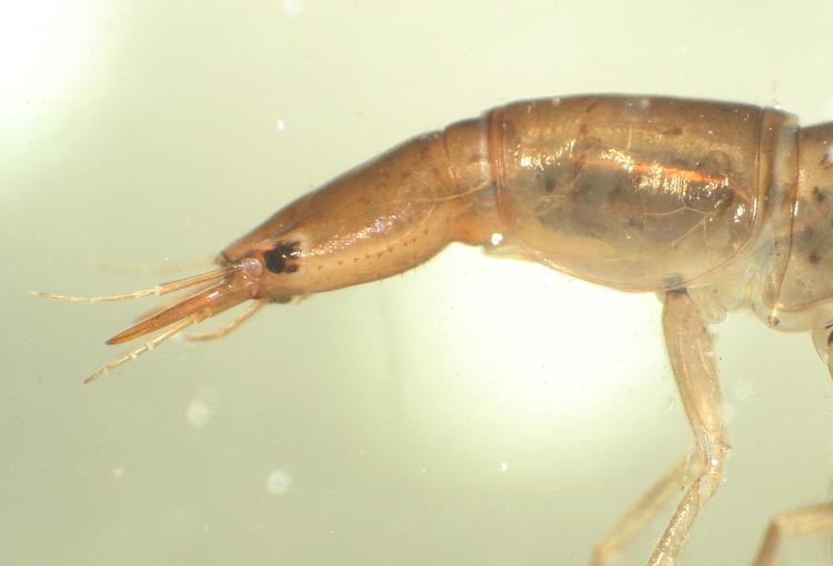 unidentified larva profile