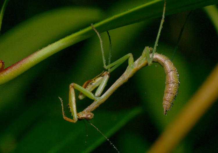 juvenile Carolina mantis Stagmomantis carolina also partaking of false dew