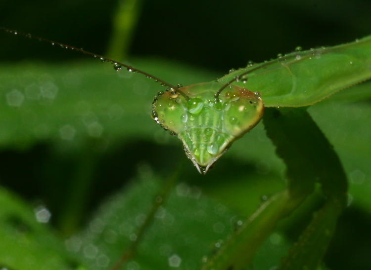 Chinese mantis Tenodera sinensis sporting fashionable water drops