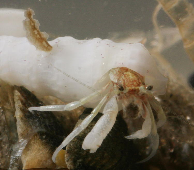 detail shot of very small hermit crab