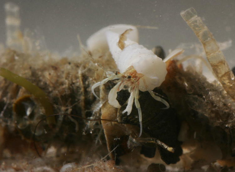 hermit crab on debris tube habitat of unidentified organism