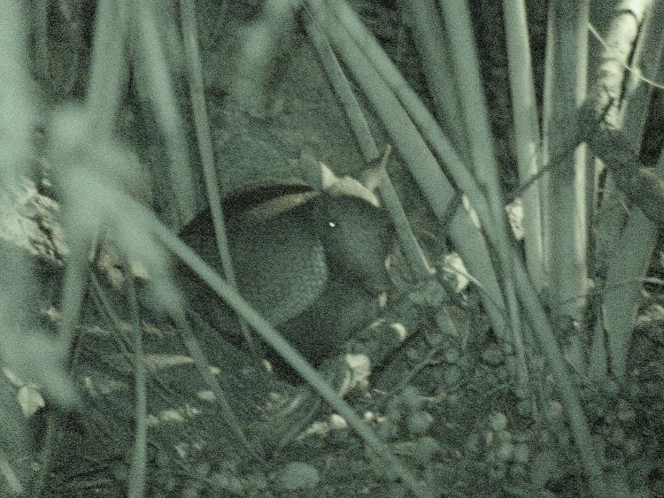 nine-banded armadillo Dasypus novemcinctus seen in undergrowth by infrared