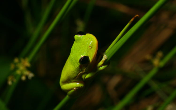 juvenile green treefrog Hyla cinerea clinging to stalk