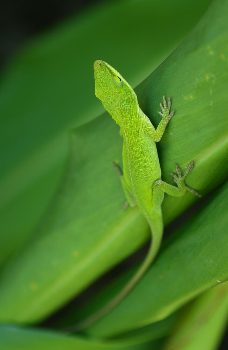 Carolina anole green anole Anolis carolinensis perched on leaf