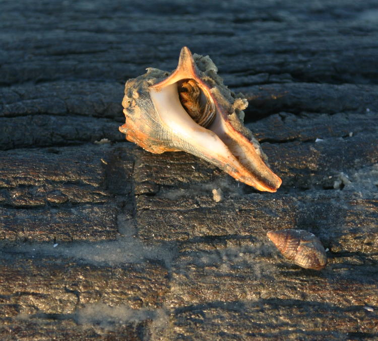 upturned whelk shell showing evidence of hermit crab occupant