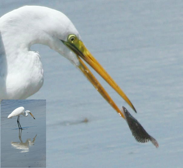 great egret Ardea alba with tiny flounder, detail crop