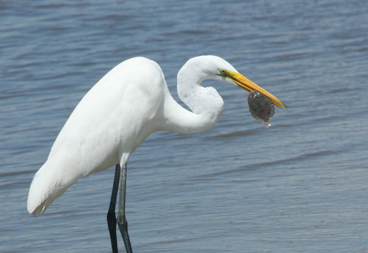 great egret Ardea alba with tiny flounder