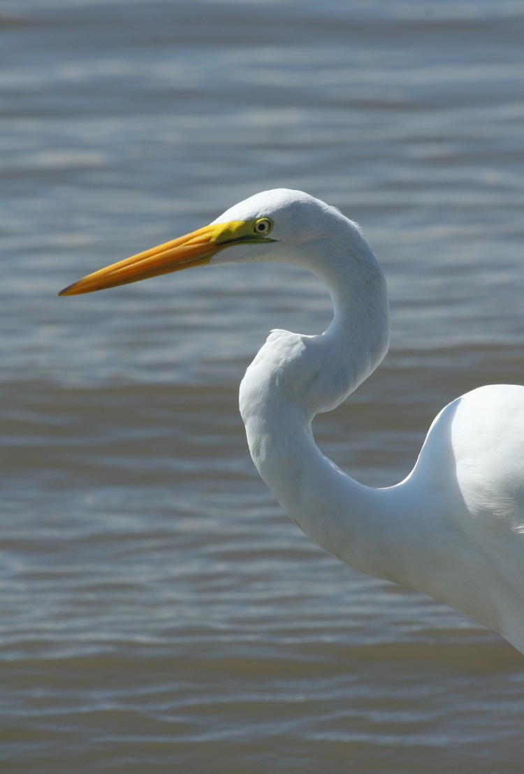 great egret Ardea alba being photogenic, Jekyll Island Georgia