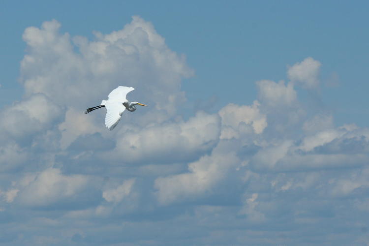 great egret Ardea alba on approach glide against cumulonimbus, Jekyll Island Georgia