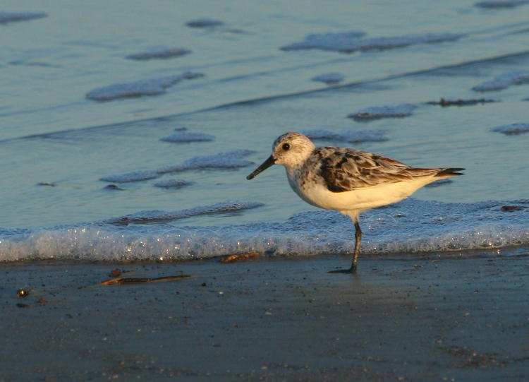 one-legged sanderling Calidris alba on waterline, Jekyll Island, GA