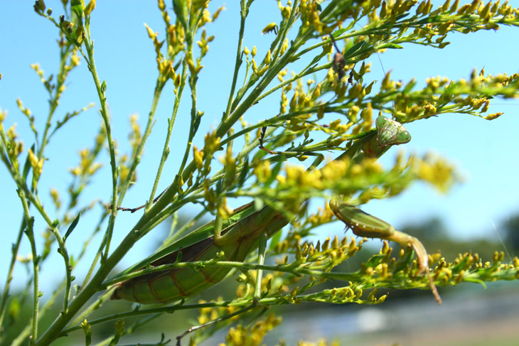 pregnant Chinese mantis Tenodera sinensis peering from behind foliage