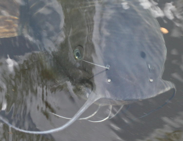 massive catfish looming towards surface