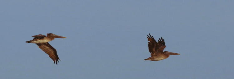 pair of brown pelicans Pelecanus occidentalis cruising past