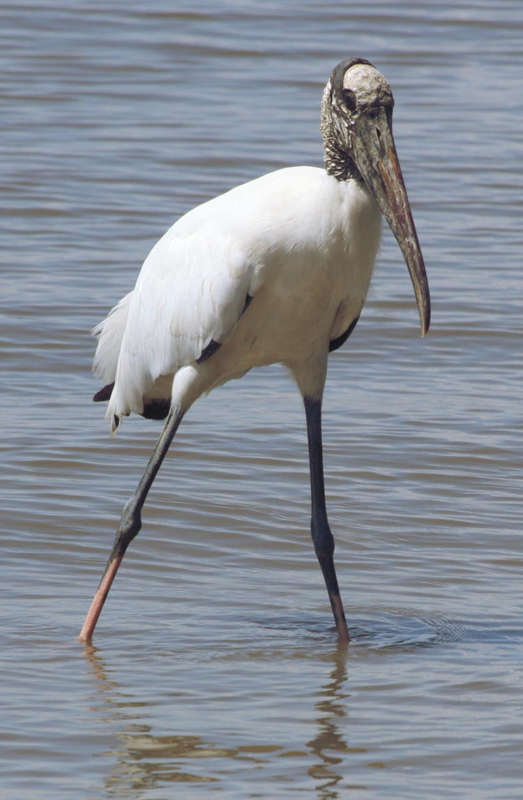 wood stork Mycteria americana in surf on Jekyll Island Georgia