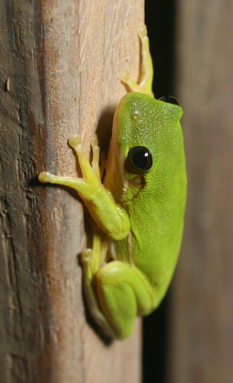 green treefrog Hyla cinerea perched on porch railing