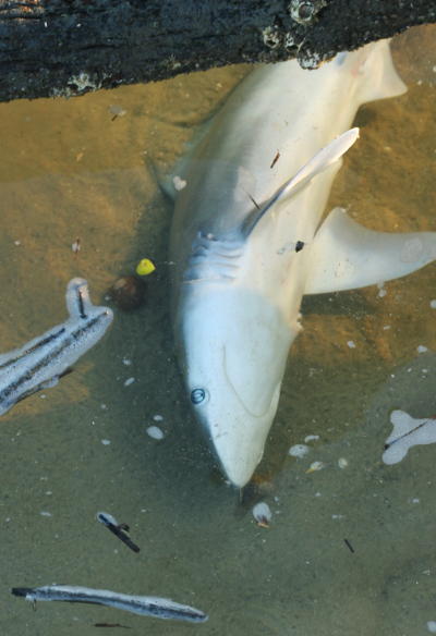 unidentified juvenile shark in tidal pool on Jekyll Island, GA