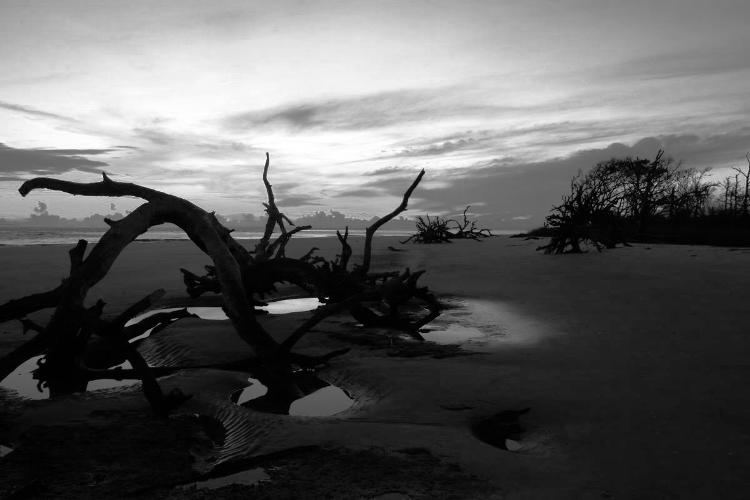 monochrome version of Driftwood Beach, Jekyll Island Georgia