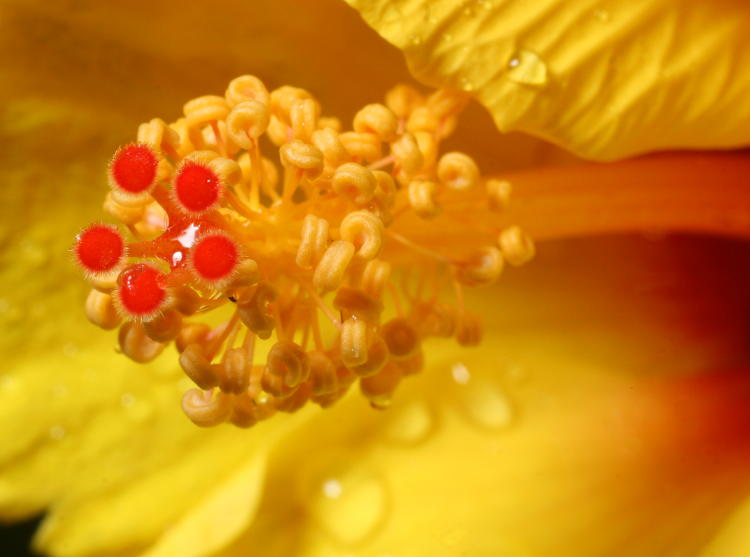 hibiscus blossom in closeup after rain