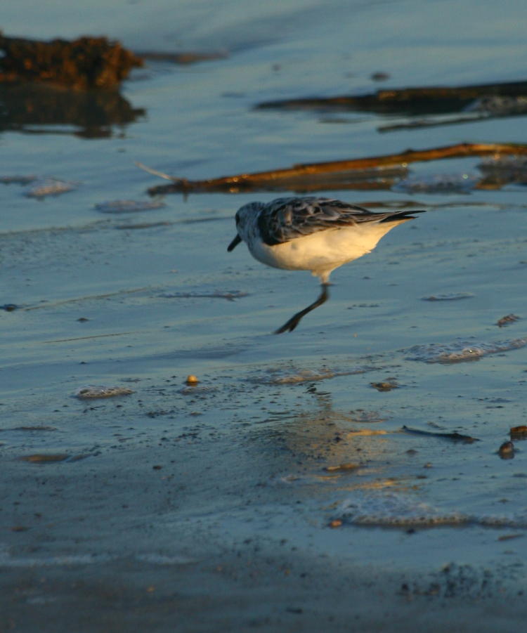 sanderling Calidris alba hopping on one leg while foraging along surf line, Jeykll Island, GA